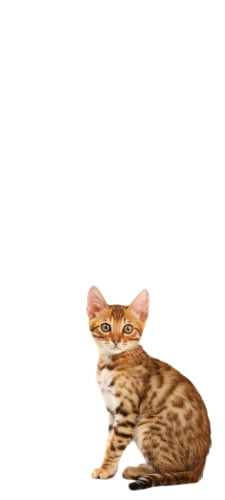 アビシニアン 猫のAndroid用のスマホ壁紙