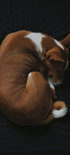 黒いベッドの上で寝る犬 バセンジーのAndroid用のスマホ壁紙