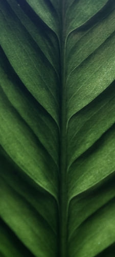綺麗な緑の葉っぱのクローズアップのAndroid用のスマホ壁紙