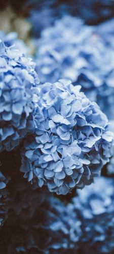 綺麗な水色の紫陽花 6月のAndroid用のスマホ壁紙