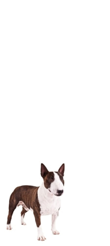 ブル・テリア 犬のAndroid用のスマホ壁紙