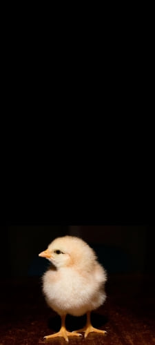 ヒヨコのAndroid用のスマホ壁紙