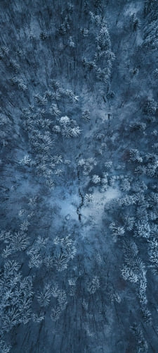 シベリアの針葉樹 冬のAndroid用のスマホ壁紙
