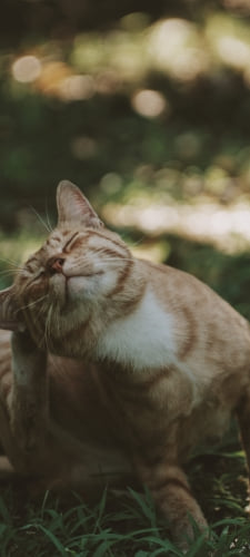 後ろ脚で頭を掻く猫のAndroid用のスマホ壁紙