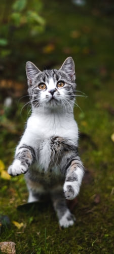 後ろ脚で立つ灰色の猫のAndroid用のスマホ壁紙