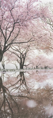 池に鏡面して映り込む桜のAndroid用のスマホ壁紙