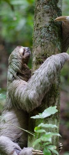 木を登るナマケモノのAndroid用のスマホ壁紙