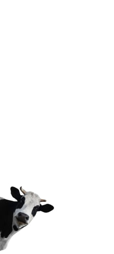 覗きこむ牛のAndroid用のスマホ壁紙