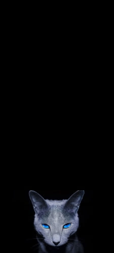 青い瞳のペルシャ猫のAndroid用のスマホ壁紙