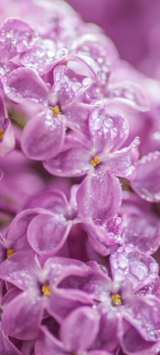 朝露のついた紫のライラックの花のAndroid用のスマホ壁紙