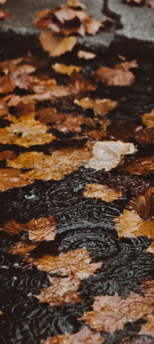 雨の日の落ち葉 波紋のAndroid用のスマホ壁紙