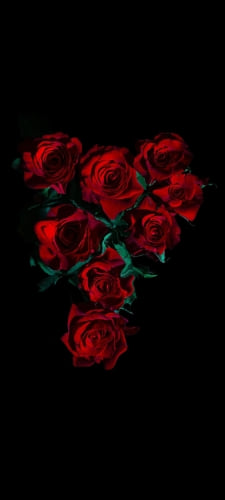 綺麗な薔薇の花 高画質のAndroid用のスマホ壁紙