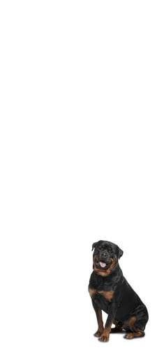 ロットワイラー 犬のAndroid用のスマホ壁紙