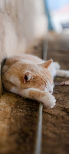 地面に寝ている野良猫のAndroid用のスマホ壁紙