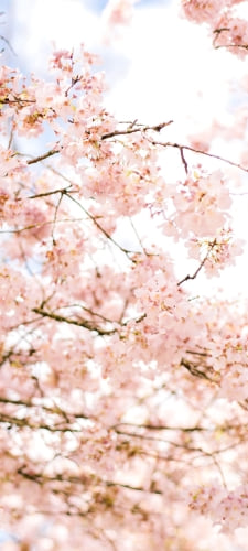 春 綺麗な桜のAndroid用のスマホ壁紙