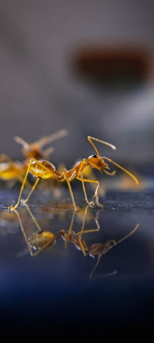 透明の黄色い蟻のAndroid用のスマホ壁紙