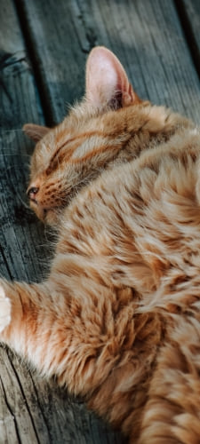 床で寝る茶色い猫のAndroid用のスマホ壁紙