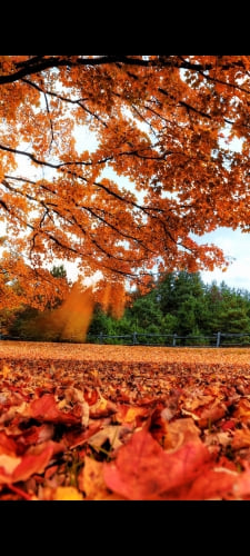 秋 落ち葉 木のAndroid用のスマホ壁紙