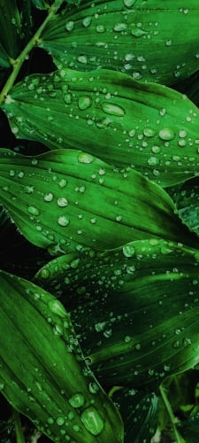 水滴のついた濃い緑色の葉 / 綺麗 / 植物のAndroid用のスマホ壁紙