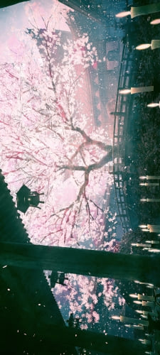 綺麗な大きな桜の木 / 沢山の蝋燭 / 橋のAndroid用のスマホ壁紙