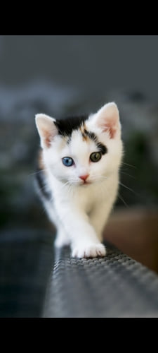 目の色が異なる子猫のAndroid用のスマホ壁紙