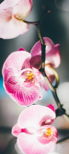 ピンクの蘭の花 / 綺麗 / 高画質 / Orchid flowerのAndroid用のスマホ壁紙