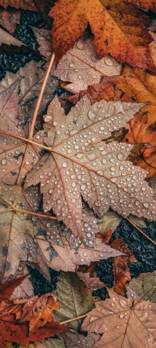 めっちゃ水滴がついた落ち葉 / 秋 / 枯草のAndroid用のスマホ壁紙