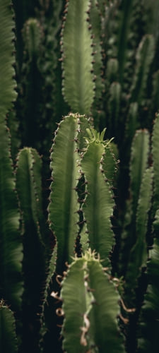 トゲトゲのサボテン / CactusのAndroid用のスマホ壁紙