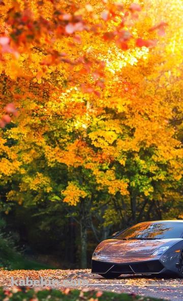 紅葉と車のAndroidの壁紙(360px x 592px) スマホ用