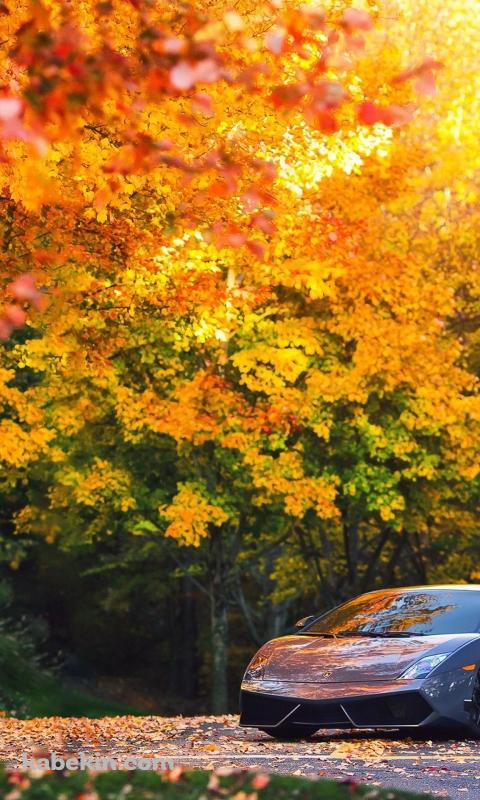 紅葉と車のAndroidの壁紙(480px x 800px) スマホ用