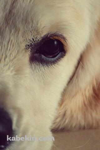 犬の顔のアップのAndroidの壁紙(320px x 480px) スマホ用