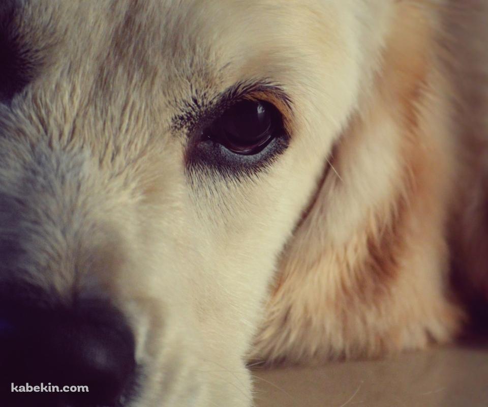 犬の顔のアップのAndroidの壁紙(960px x 800px) スマホ用