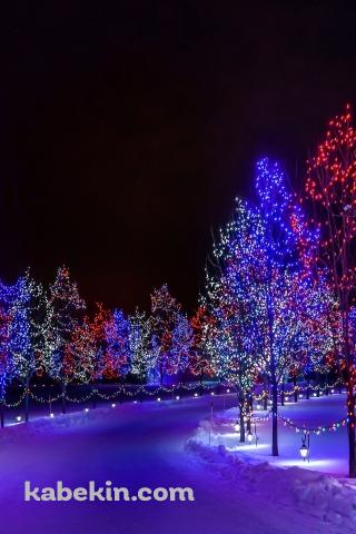 並ぶクリスマスツリーのAndroidの壁紙(320px x 480px) スマホ用