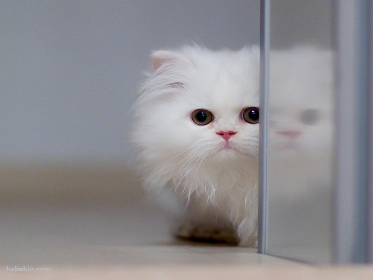白い小さな猫のAndroidの壁紙(1280px x 960px) スマホ用