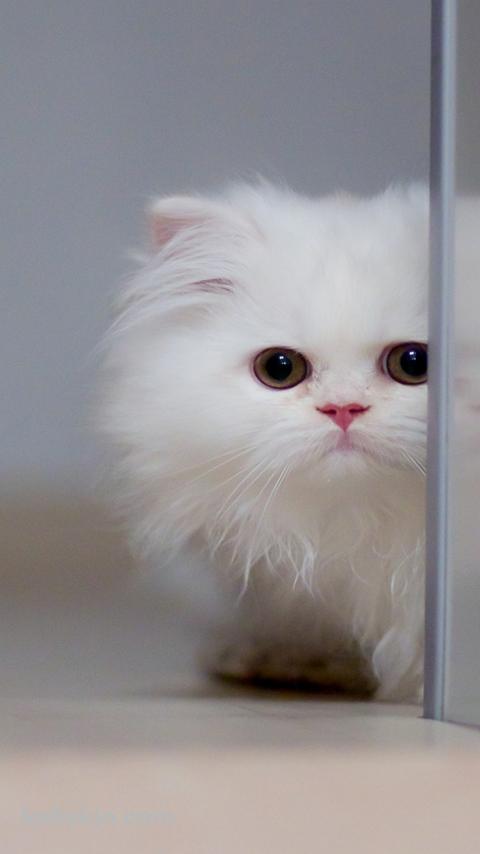 白い小さな猫のAndroidの壁紙(480px x 854px) スマホ用