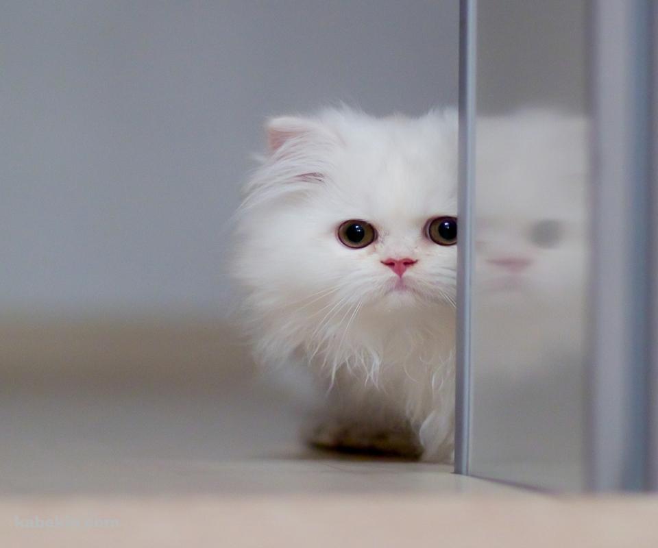 白い小さな猫のAndroidの壁紙(960px x 800px) スマホ用