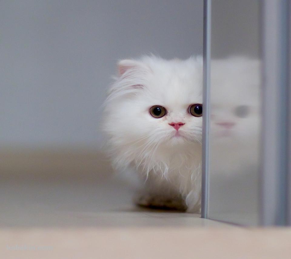 白い小さな猫のAndroidの壁紙(960px x 854px) スマホ用