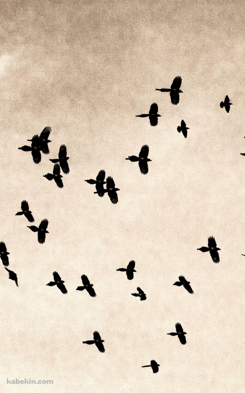鳥の群れのAndroidの壁紙(800px x 1280px) スマホ用