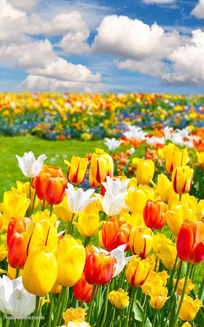 綺麗なチューリップ畑のAndroidの壁紙(800px x 1280px) スマホ用