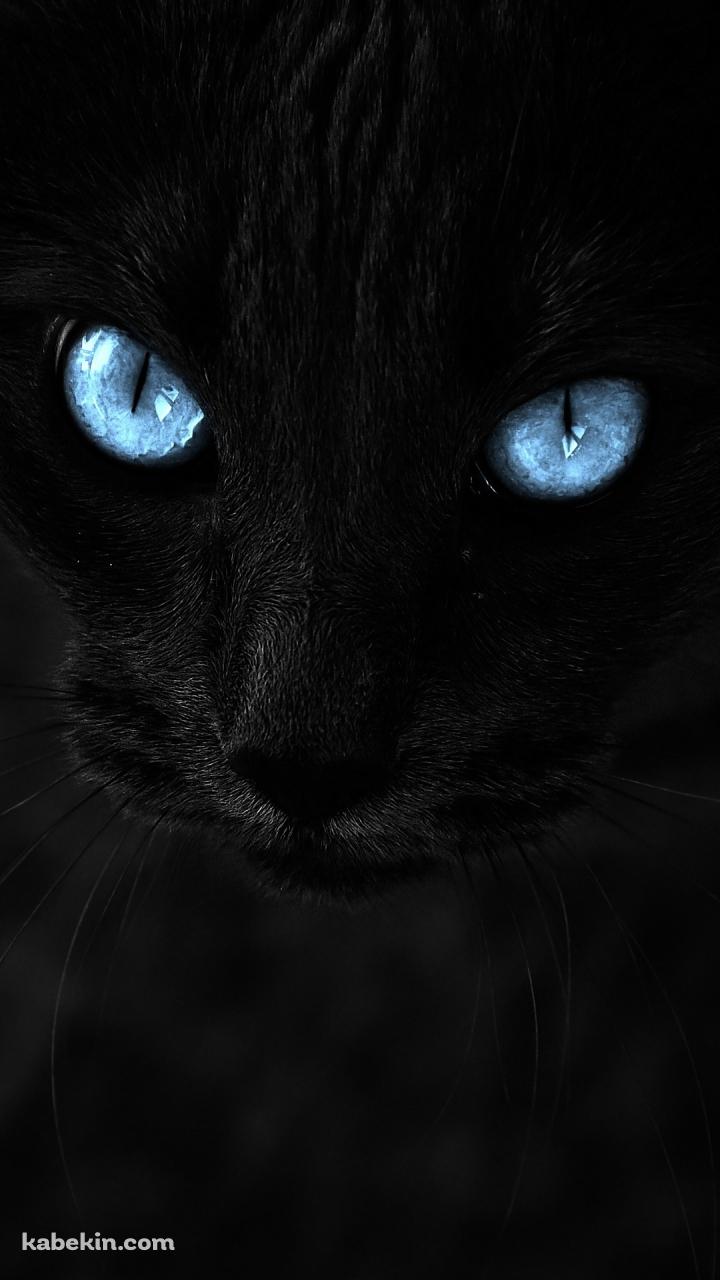 青い目の黒猫のAndroidの壁紙(720px x 1280px) スマホ用