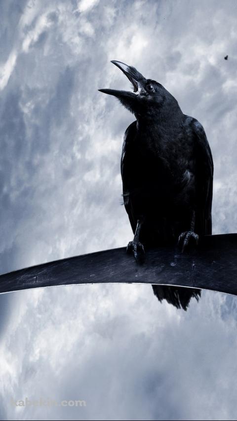 木にとまるカラスのAndroidの壁紙(480px x 854px) スマホ用