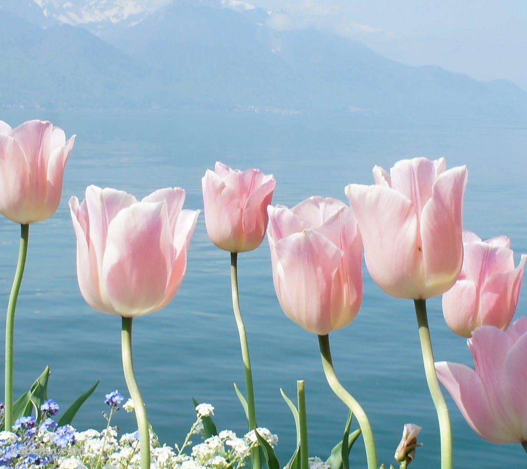 ピンクのチューリップのAndroidの壁紙(1080px x 960px) スマホ用