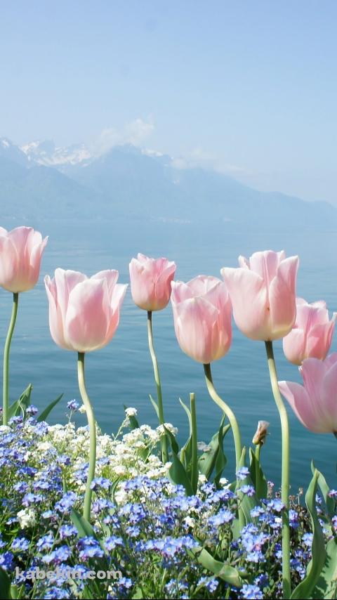 ピンクのチューリップのAndroidの壁紙(480px x 854px) スマホ用