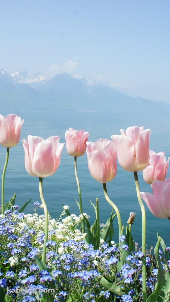 ピンクのチューリップのAndroidの壁紙(540px x 960px) スマホ用