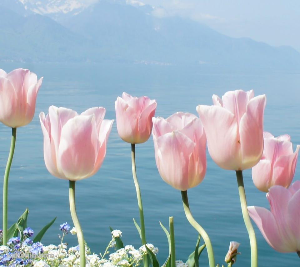 ピンクのチューリップのAndroidの壁紙(960px x 854px) スマホ用