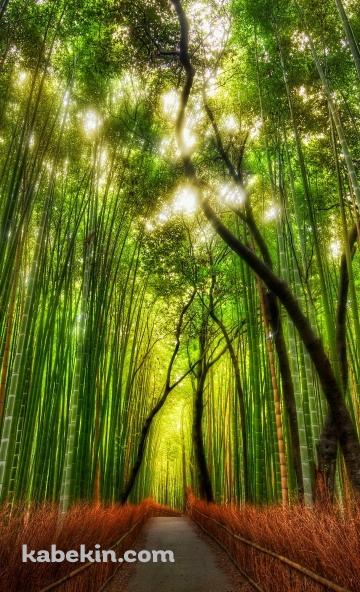 綺麗な竹林のAndroidの壁紙(360px x 592px) スマホ用