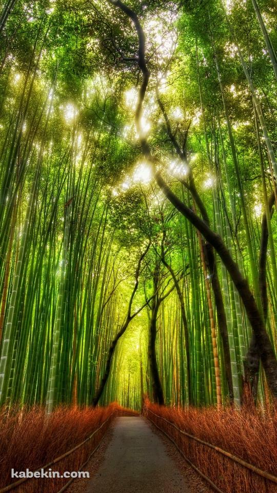 綺麗な竹林のAndroidの壁紙(540px x 960px) スマホ用