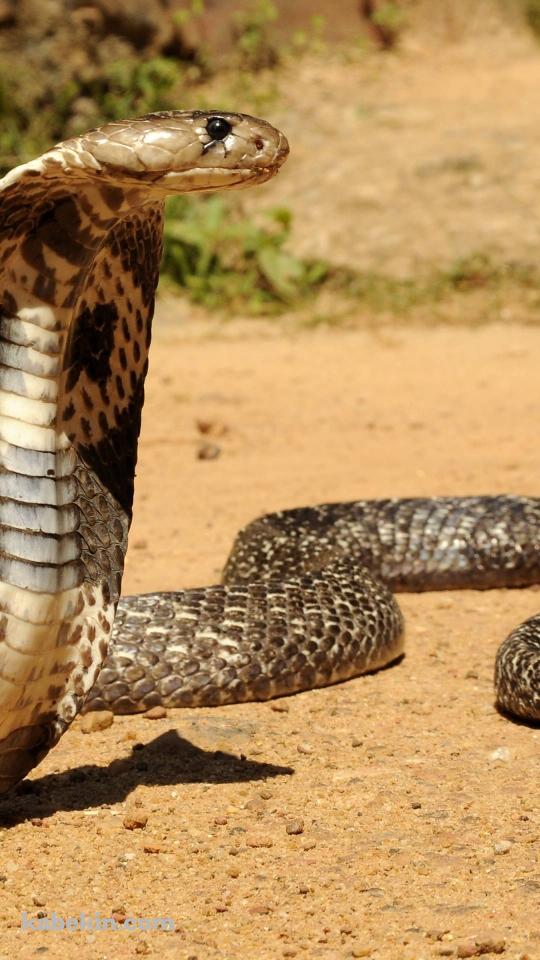 キングコブラのAndroidの壁紙(540px x 960px) スマホ用