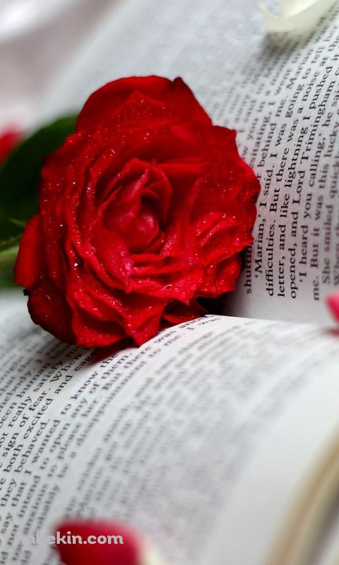 赤い薔薇と本のAndroidの壁紙(480px x 800px) スマホ用