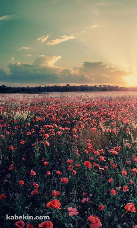 ピンクの花畑のAndroidの壁紙(480px x 800px) スマホ用